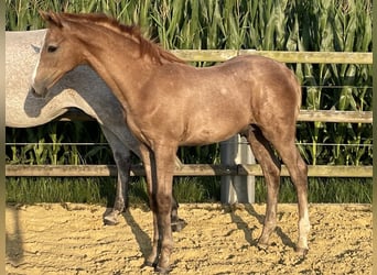 Holstein, Stallion, Foal (04/2025)