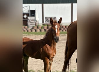 Holstein, Stallion, Foal (06/2025)