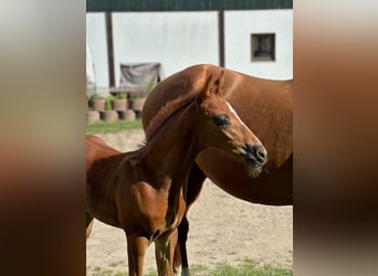 Holstein, Stallion, Foal (06/2025)
