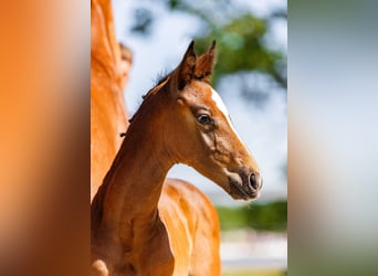 Holstein, Stallion, Foal (05/2026)