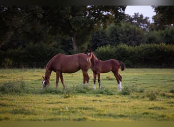 Holstein, Stallion, Foal (04/2025)