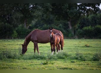 Holstein, Stallion, Foal (04/2025)