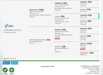 Holstein, Stallion, Foal (01/2026)