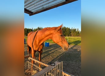 Holstein, Stallion, Foal (01/2026)