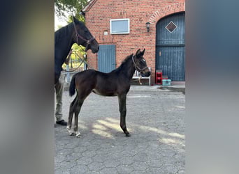 Holstein, Stallion, Foal (04/2025), Smoky-Black