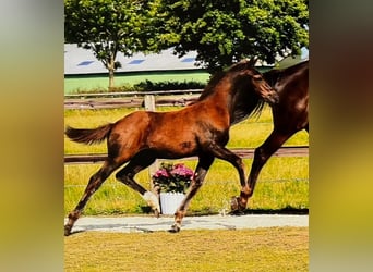 Holstein, Stallion, Foal (04/2024), Smoky-Black