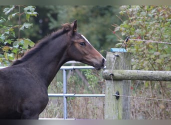Holstein, Stallion, Foal (06/2025), Smoky-Black