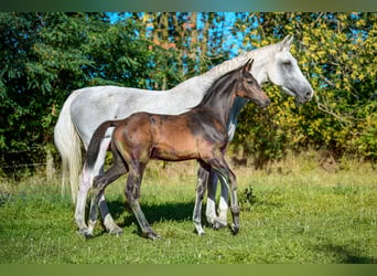 Holstein, Stallion, Foal (01/2025), Smoky-Black