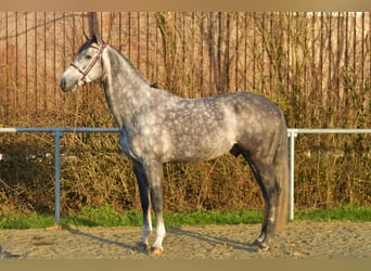 Holstein, Stallion, 6 years, 17 hh, Grey-Dapple
