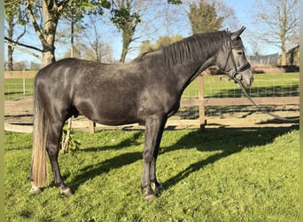 Holstein, Stallion, 5 years, 15.3 hh, Grey-Dark-Tan