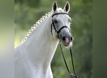 Holstein, Stallion, 34 years, 16,1 hh, Grey