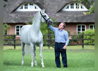 Holstein, Stallion, 34 years, 16,1 hh, Grey