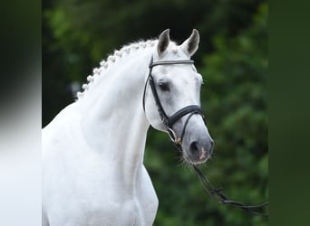 Holstein, Stallion, 34 years, 16,1 hh, Grey