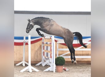 Holstein, Stallion, 11 years, 16,2 hh, Grey
