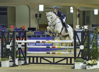 Holstein, Stallion, 24 years, 17 hh, Grey