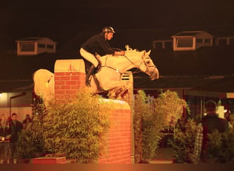 Holstein, Stallion, 24 years, 17 hh, Grey