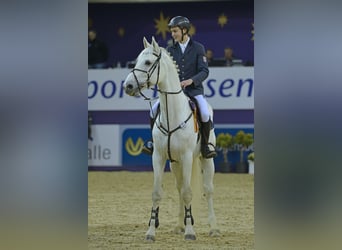 Holstein, Stallion, 24 years, 17 hh, Grey
