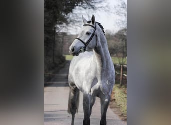 Holstein, Stallion, 9 years, 16,1 hh, Grey