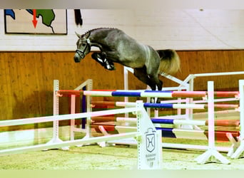 Holstein, Stallion, 9 years, 16,1 hh, Grey