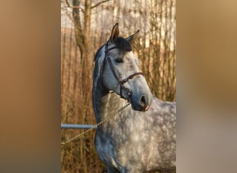 Holstein, Stallion, 6 years, 17 hh