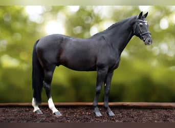 Holstein, Stallion, 20 years, 16.2 hh, Smoky-Black