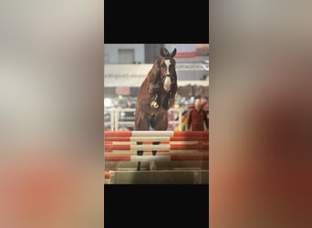 Holstein, Stallone, 11 Anni, 171 cm, Baio