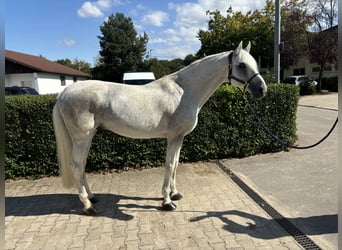 Holstein, Stallone, 14 Anni, 173 cm, Grigio