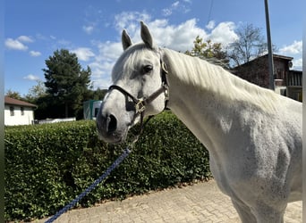 Holstein, Stallone, 14 Anni, 173 cm, Grigio