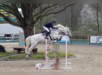 Holstein, Stallone, 14 Anni, 173 cm, Grigio