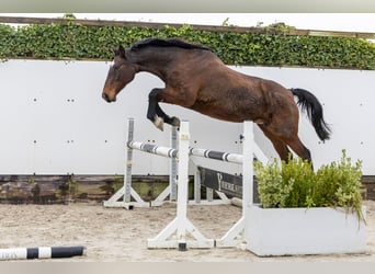 Holstein, Stallone, 16 Anni, 167 cm, Baio