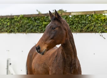 Holstein, Stallone, 17 Anni, 169 cm, Baio