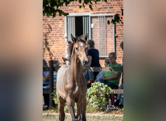 Holstein, Stallone, 1 Anno, 168 cm, Grigio