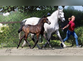 Holstein, Stallone, 1 Anno, 168 cm, Grigio