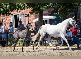 Holstein, Stallone, 1 Anno, 168 cm, Grigio