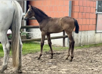 Holstein, Stallone, 1 Anno, 168 cm, Leardo