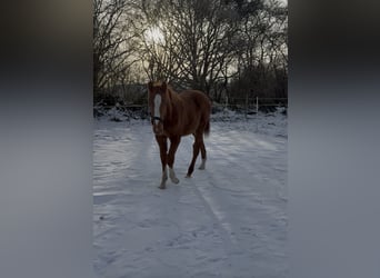 Holstein, Stallone, 1 Anno, 170 cm, Sauro