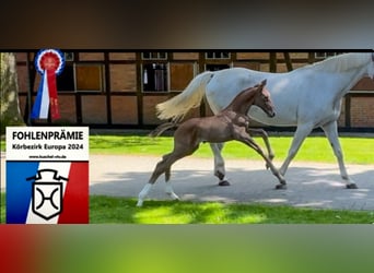 Holstein, Stallone, 1 Anno, 172 cm, Grigio