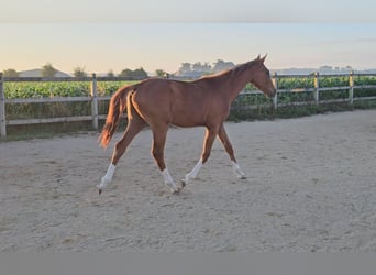 Holstein, Stallone, 1 Anno, 174 cm, Sauro scuro