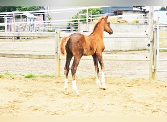 Holstein Mix, Stallone, 1 Anno, 176 cm, Sauro scuro