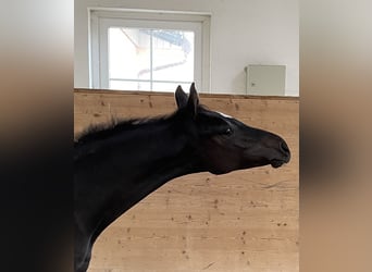 Holstein, Stallone, 2 Anni, 165 cm, Baio nero