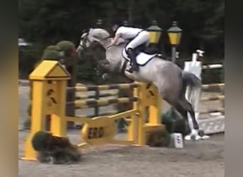 Holstein, Stallone, 2 Anni, 165 cm, Grigio