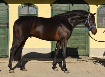 Holstein, Stallone, 2 Anni, 167 cm, Baio scuro