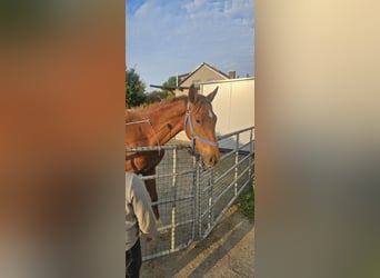 Holstein, Stallone, 2 Anni, 174 cm