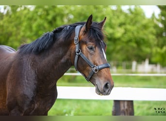 Holstein, Stallone, 2 Anni, 175 cm, Baio nero