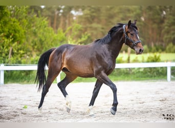 Holstein, Stallone, 2 Anni, 175 cm, Baio nero