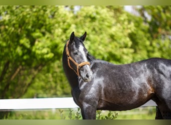 Holstein, Stallone, 2 Anni, 175 cm, Grigio pezzato