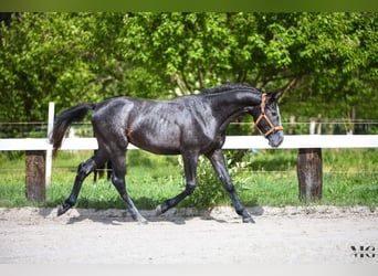 Holstein, Stallone, 2 Anni, 175 cm, Grigio pezzato