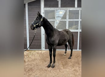 Holstein, Stallone, 2 Anni, 175 cm, Può diventare grigio