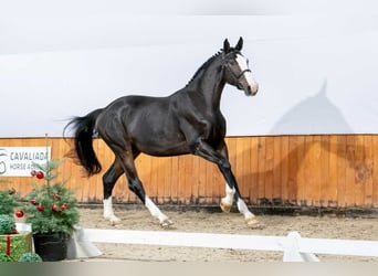 Holstein, Stallone, 2 Anni, Baio