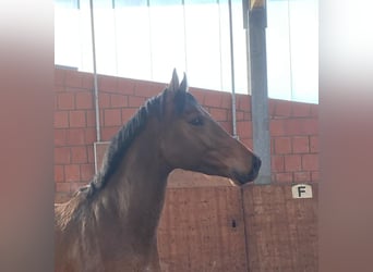 Holstein, Stallone, 3 Anni, 165 cm, Baio